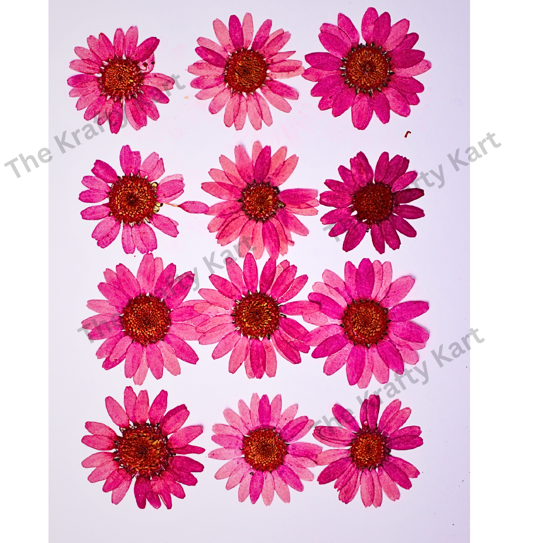 Daisy Flower - Pink