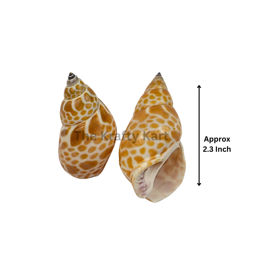 Seashells (H)