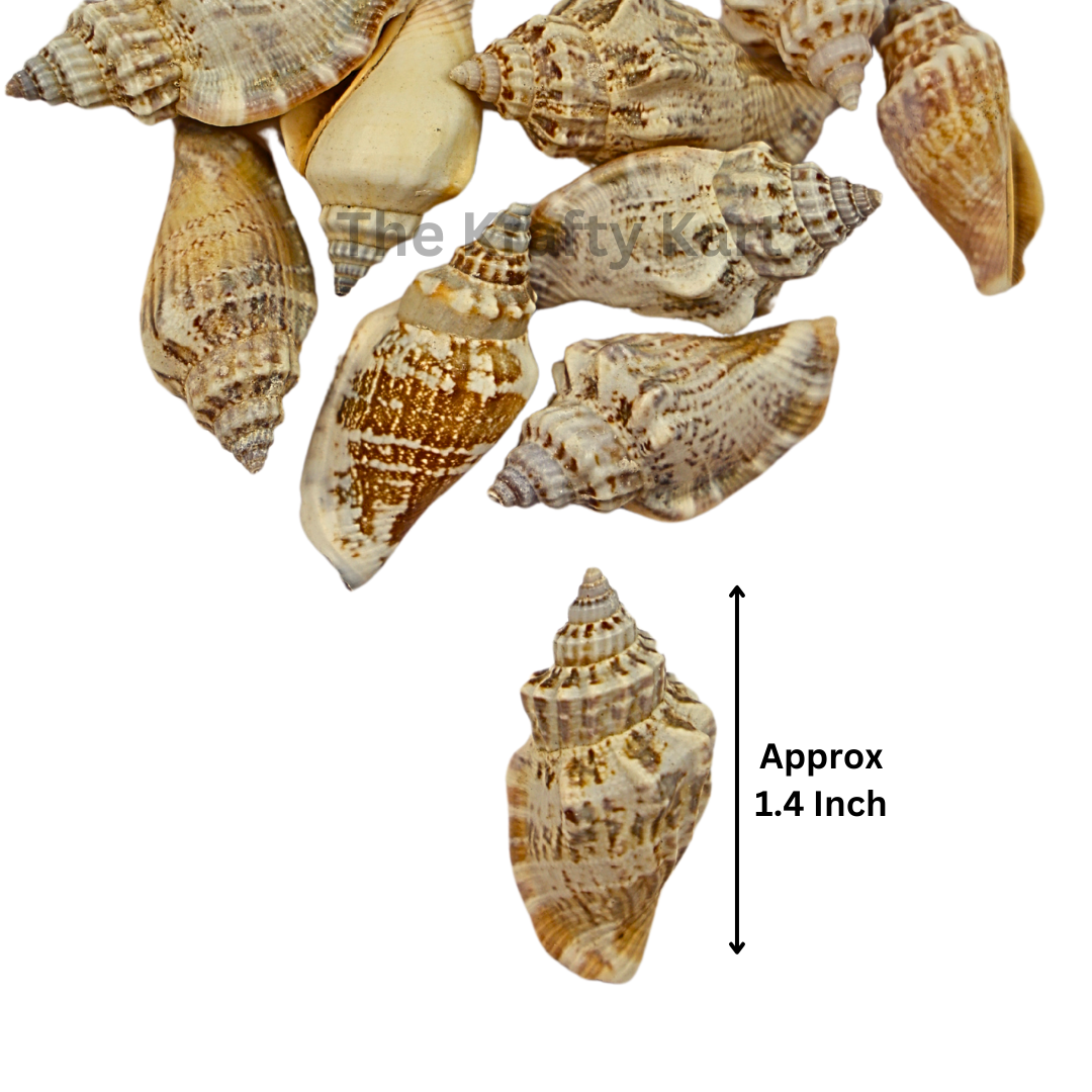 Seashells (K)