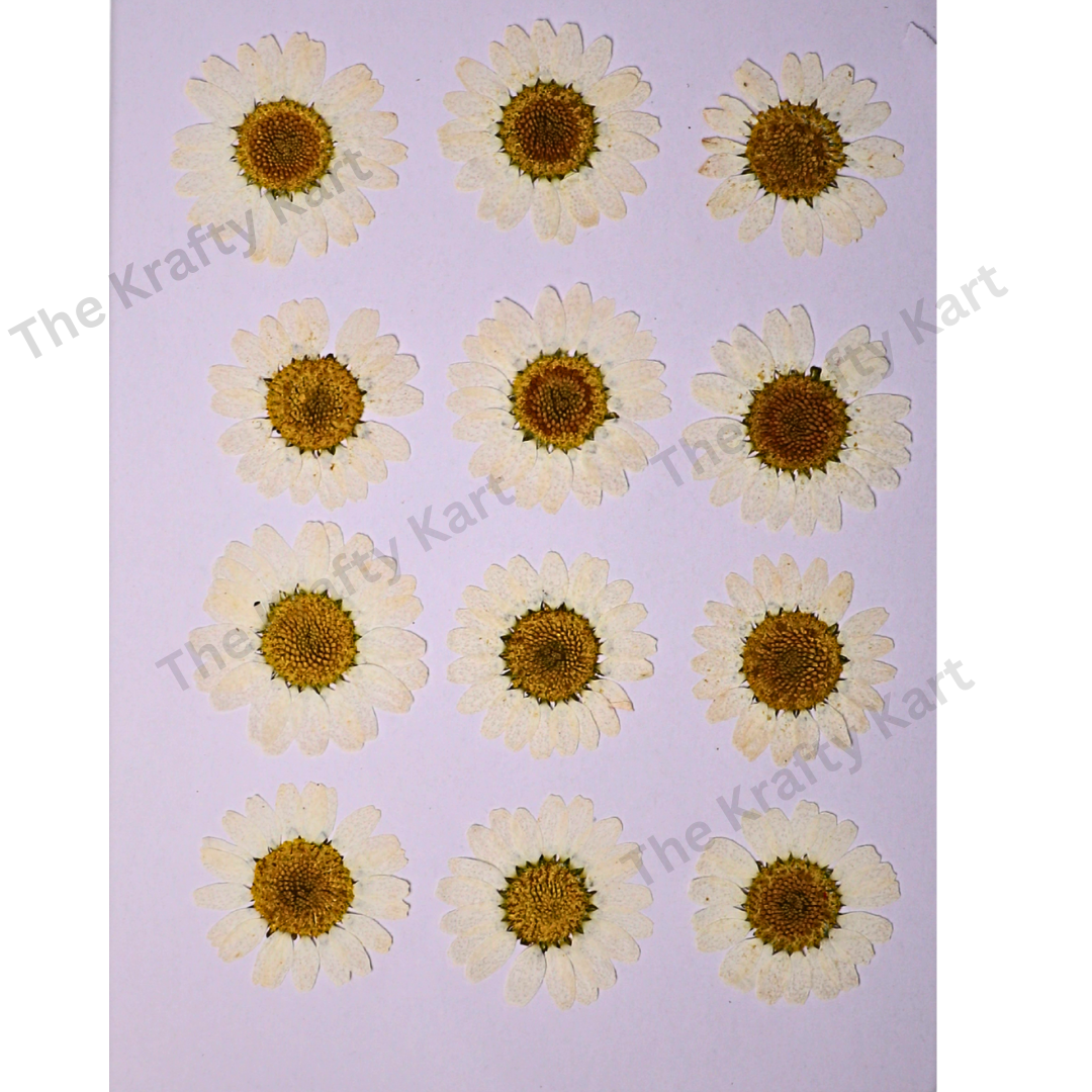 Daisy Flower - White