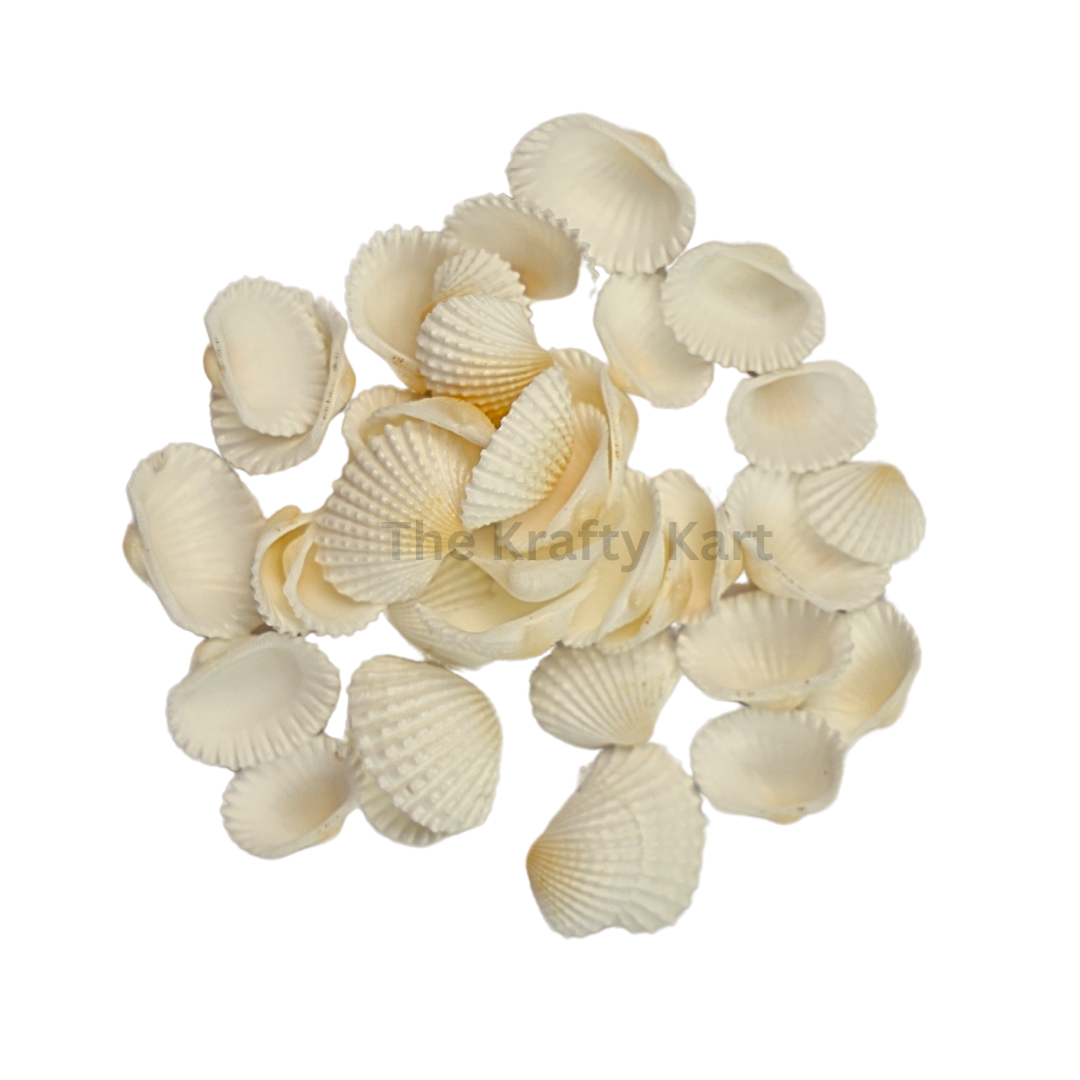 Seashells (I)