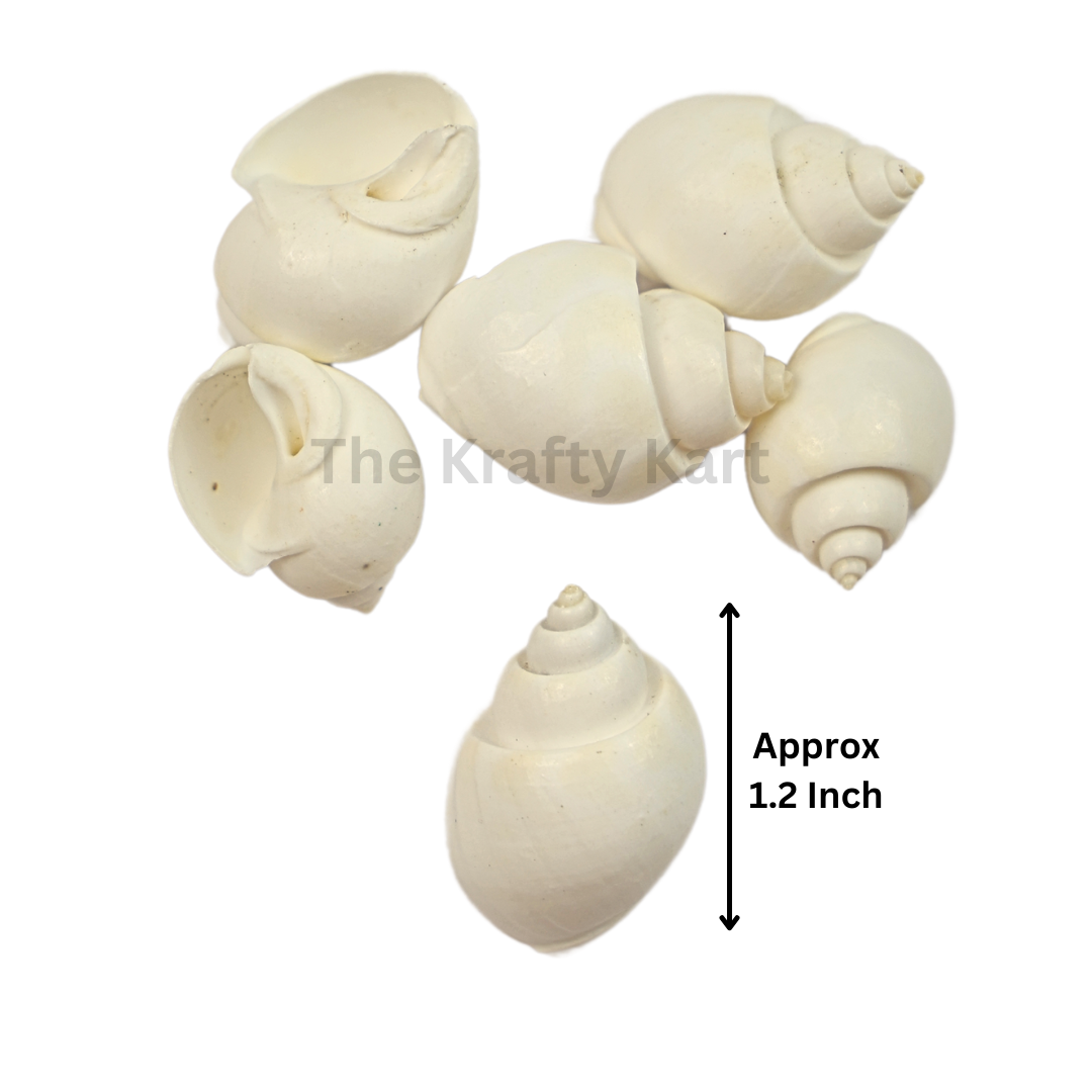 Seashells (J)