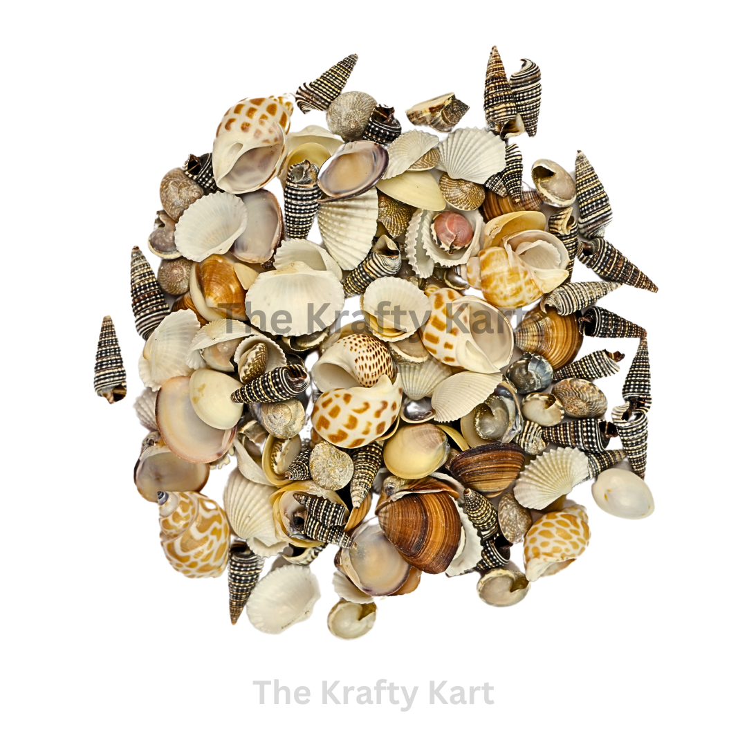 Seashells (A)