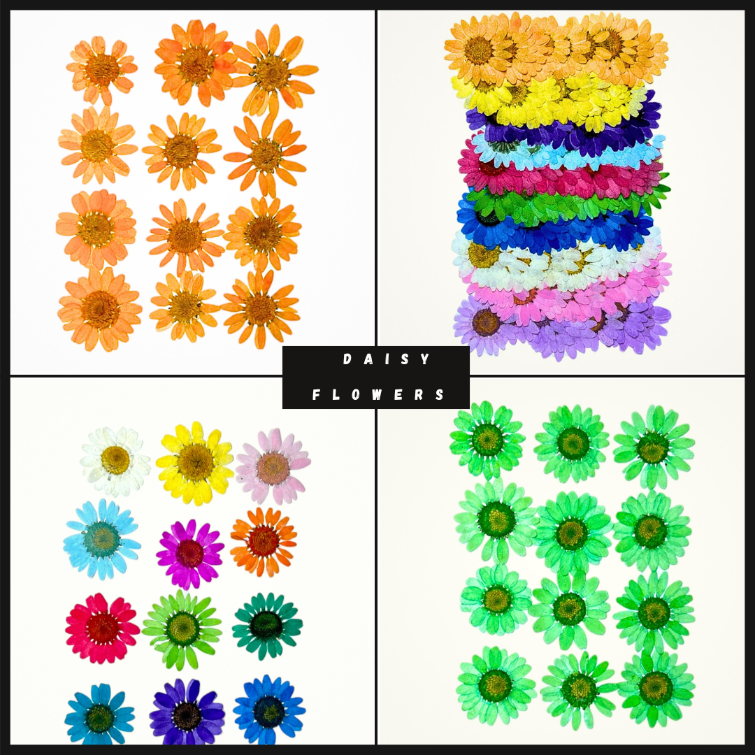 Daisy Flowers
