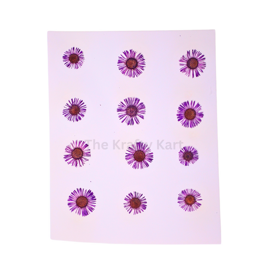 Asters Purple