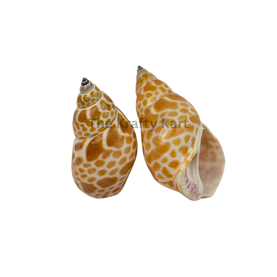 Seashells (H)