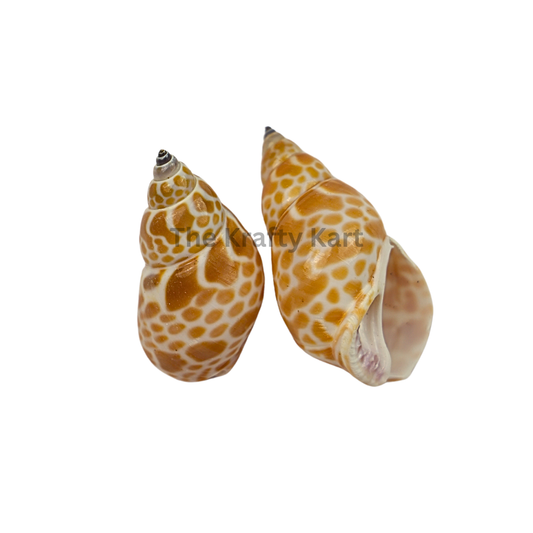Seashells (H)