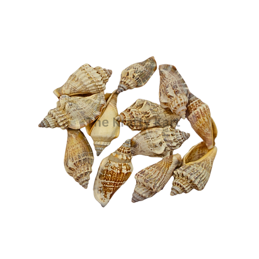 Seashells (K)
