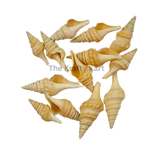 Seashells (L)
