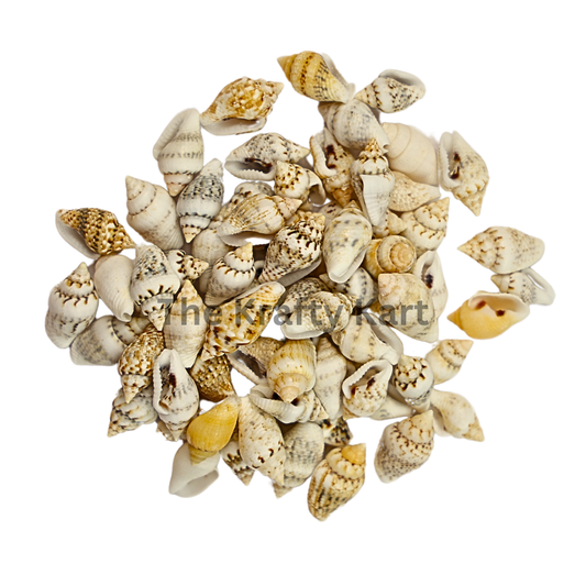 Seashells (E)