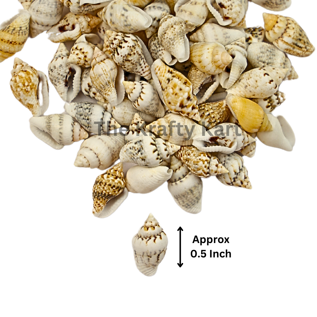 Seashells (E)