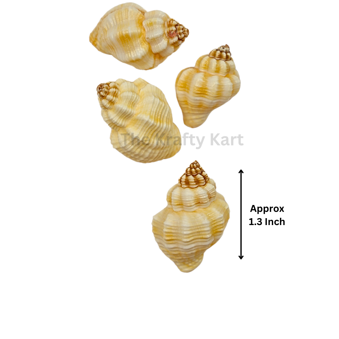 Seashells (G)