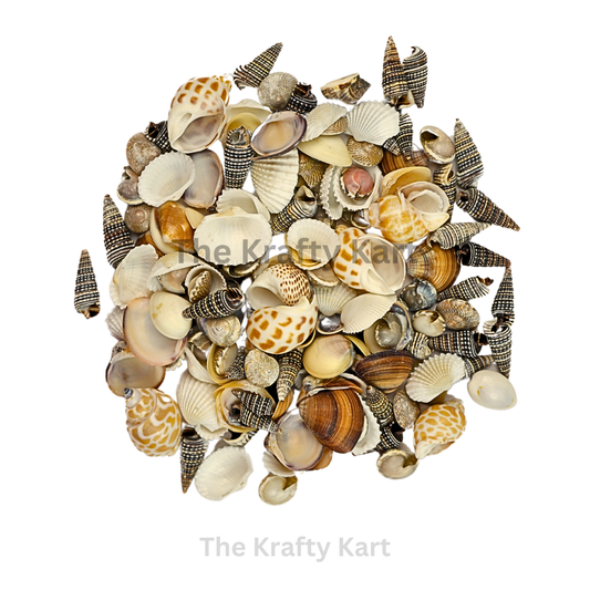 Seashells (A)