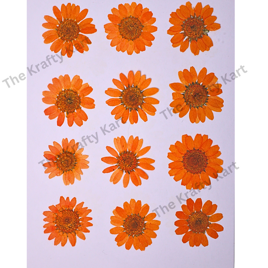Daisy Flower - Orange