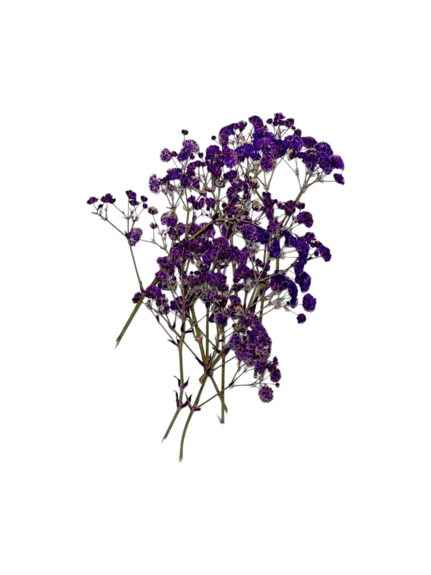 BABY BREATH - PURPLE