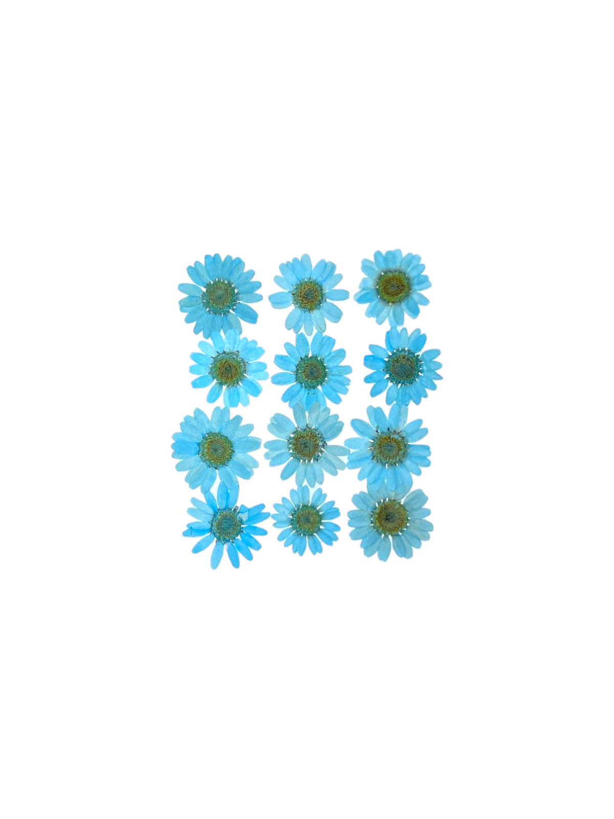 DAISY FLOWER - AQUAMARINE