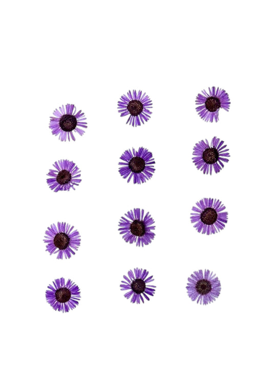 ASTERS LIGHT PURPLE