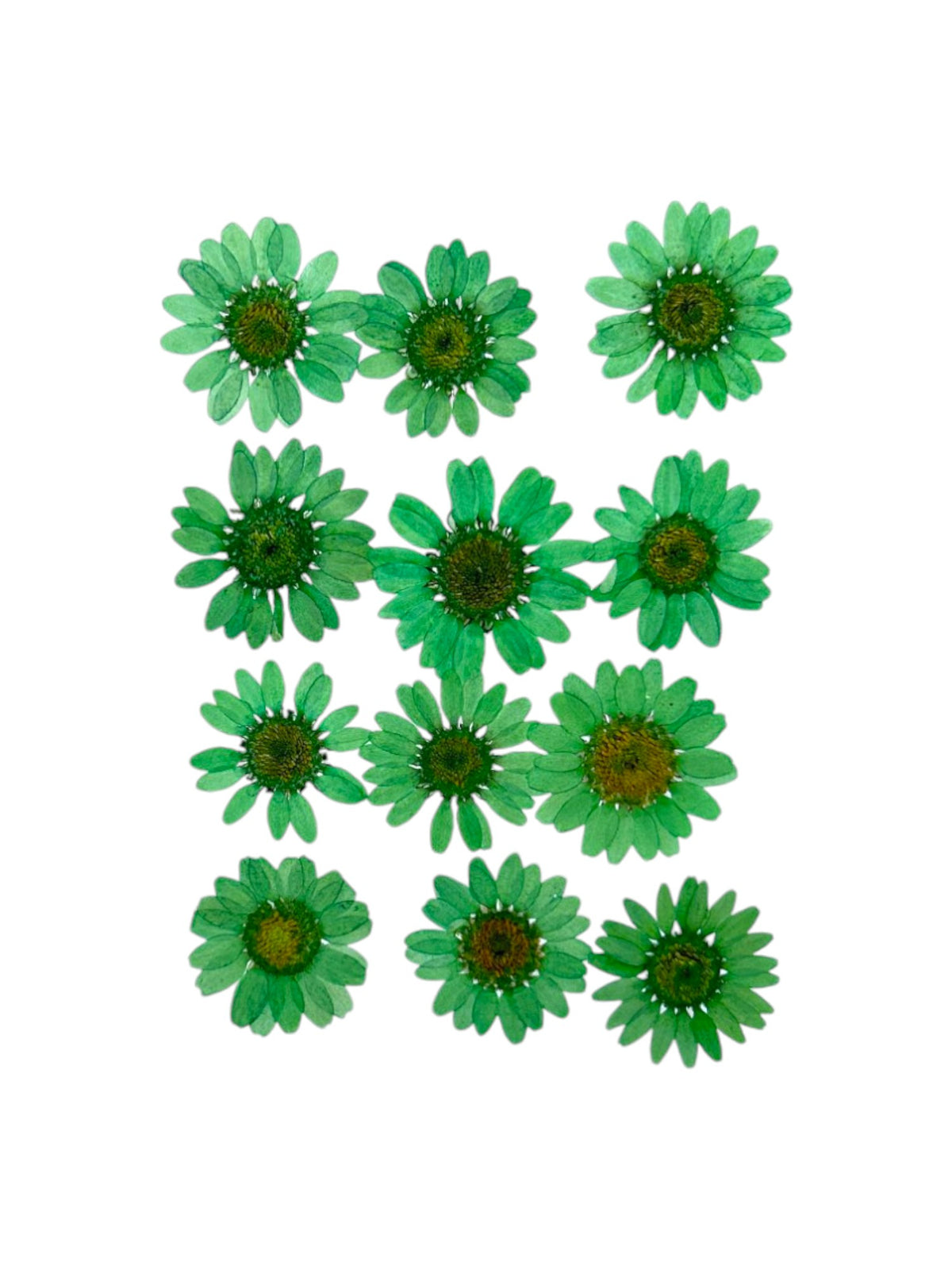 DAISY FLOWER - GREEN