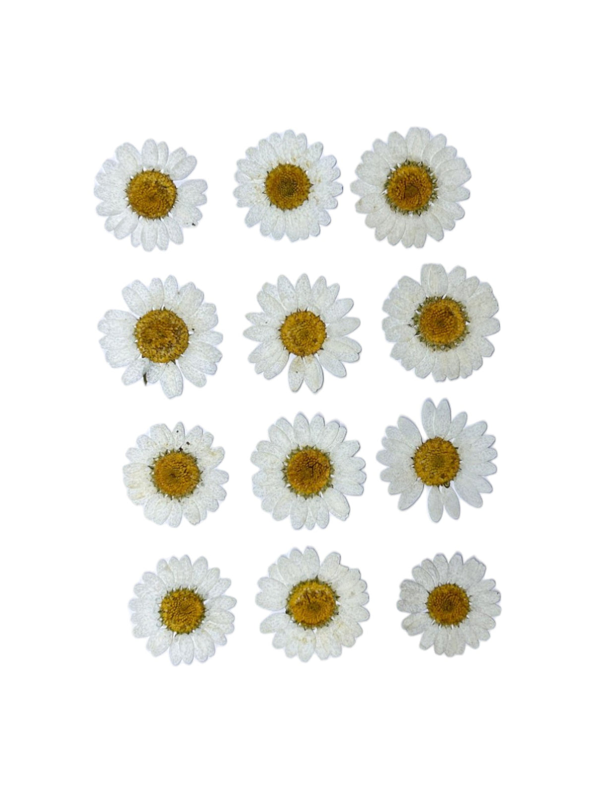 DAISY FLOWER - WHITE