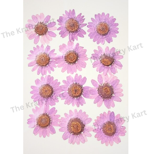 Daisy Flower - Lavander